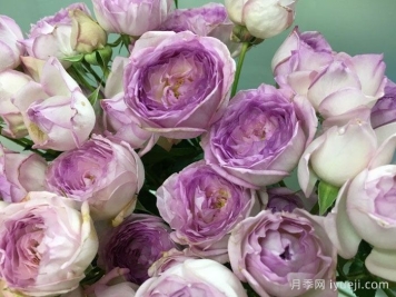 吾心佳人月季/我的美人月季My Beauty