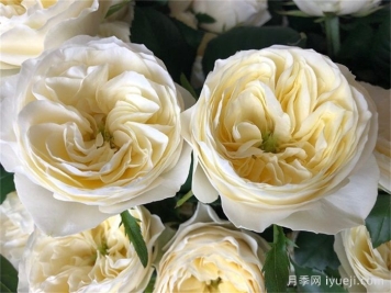 白色珊瑚心月季/白色呜呜祖拉White Vuvuzela