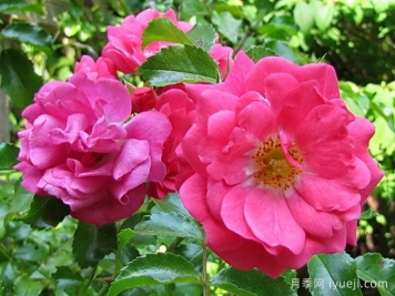 粉色地毯月季/海德的梦想/艾米拉/粉红花毯Flower Carpet Pink