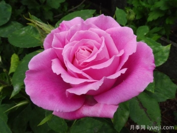 约翰莱恩夫人月季Mrs. John Laing