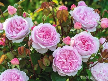 奥利维亚月季/奥利维亚罗斯奥斯汀月季Olivia