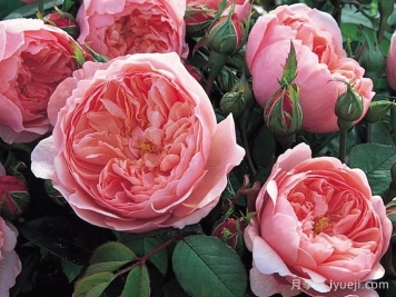 安尼克城堡月季/阿尼克月季The Alnwick Rose