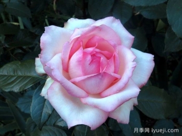 乐天派月季La Rose Optimiste