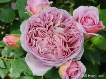 法国礼服月季/芳香礼服/法国连衣裙Robe a la francaise