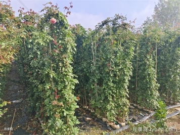 月季新苗收到如何养？关于换盆缓苗施肥浇水