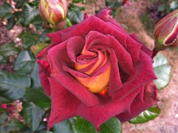 骇客月季/黑金Eddy Mitchell