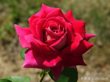 火和平月季/古龙月季