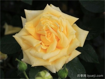 坎特公主月季Princess Michael of Kent