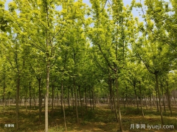 金叶复叶槭的特点、园林用途、管理养护