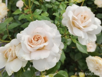 歌剧皇后月季介绍及优缺点