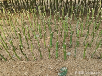 南阳月季沙床扦插培育为什么在冬季进行？