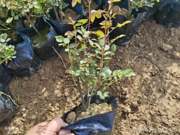 如何让月季小苗好好的成长？