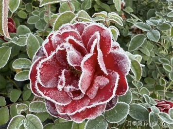 冬季是月季花的落寞期？教你花开更艳丽多姿