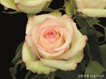 疯狂钻石月季Crazy Diamond