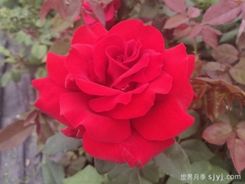 梅朗口红月季/梅郎口红Rouge