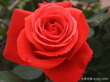 绯扇月季/菲扇Hiogi