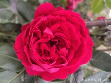 红色龙沙宝石月季/红龙月季Red Eden