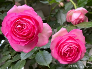 深粉龙沙宝石月季Pink Eden Rose