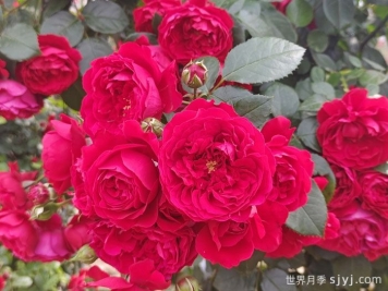 弗洛伦蒂娜月季/蒂娜/佛罗伦萨Florentina