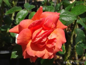 贝蒂娜月季Bettina1935