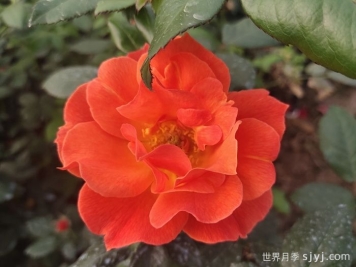 红从容月季/红丛蓉Red Velvet