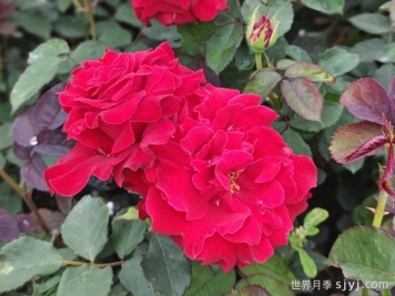 萨曼莎月季Samantha