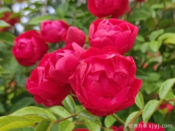 红木香月季/藤本红柯斯特/四季红木香Cl Dick kost