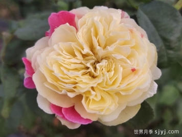 风月月季Fengetsu