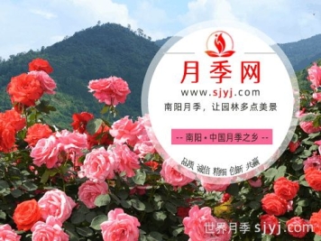 关于月季网