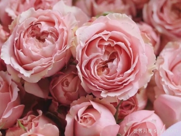 朱莉塔月季/朱丽叶塔月季Julieta