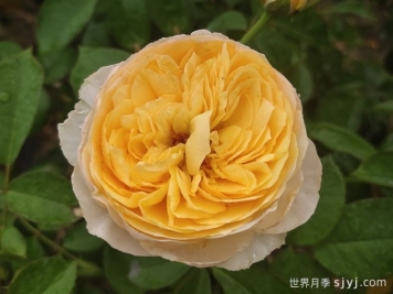 朱丽叶月季/切花朱丽叶Juliet