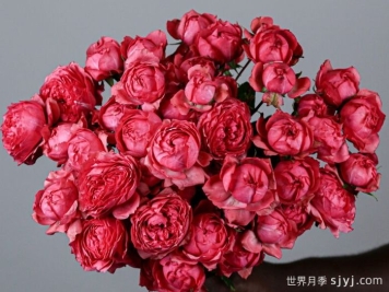 树莓朱莉塔月季/树莓朱丽叶塔Julieta Raspberry