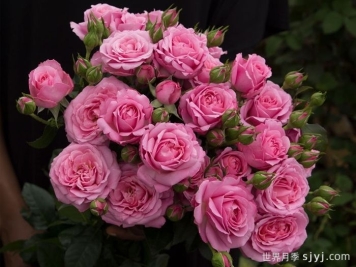 贵妇朱莉塔月季/公主朱莉塔/贵妇朱丽叶塔Julieta Princessa