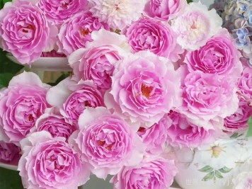 托妮莎德月季/粉天方夜谭月季Doniazade