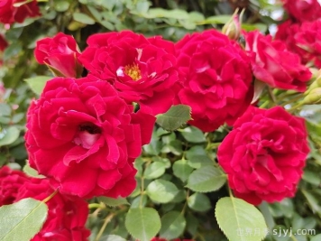 藤本小女孩月季/夏令营月季Maidy