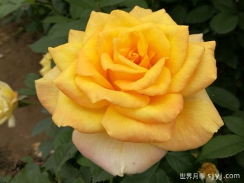 金奖章月季Gold Medal