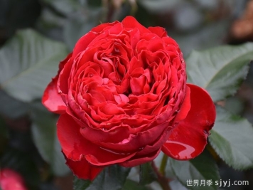 茶花女月季Traviata