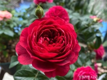 法拉利果汁月季/樱桃果汁月季