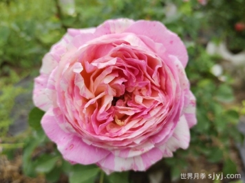 克劳德莫奈月季/莫奈Claude Monet