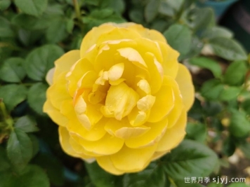 黄果汁月季/黄色果汁阳台/柠檬果汁