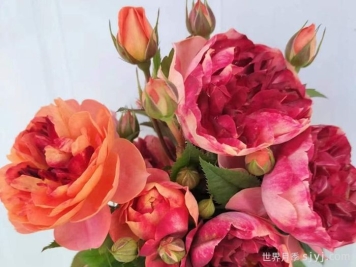 火莲果汁月季Fire lotus Juicy Terrazza