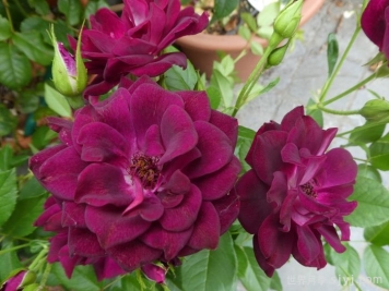 葡萄冰山月季Burgundy Iceberg