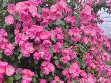 长春月季花海，儿童公园浪漫打卡地