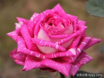 超世纪月季Tata Centenary