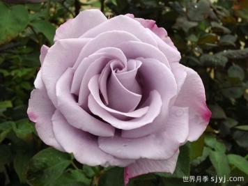 蓝丝带月季/兰丝带月季Blue Ribbon