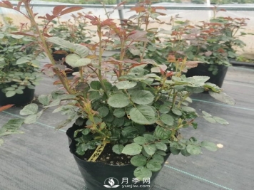 地栽月季几月份移栽好？