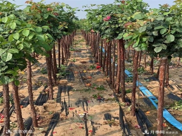 南阳精品月季树批发，1-5公分树状月季基地直销
