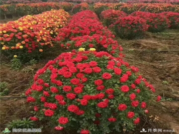 月季之乡，漫步南阳市石桥镇细嗅花香飘九州