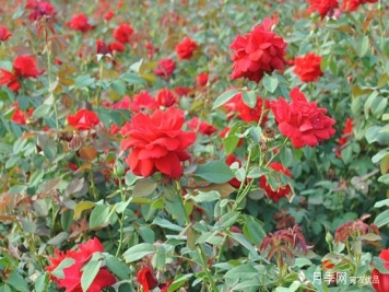 月季花的生长习性是怎样的？