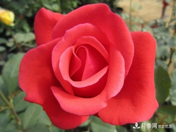 大花月季的小知识和代表品种